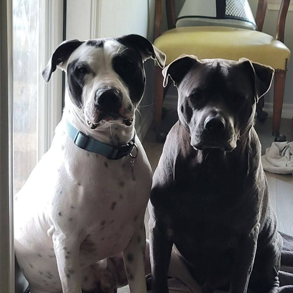 Bryan Copeland’s dogs